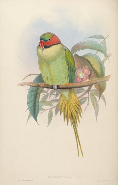 Aves de Asia de John Gould